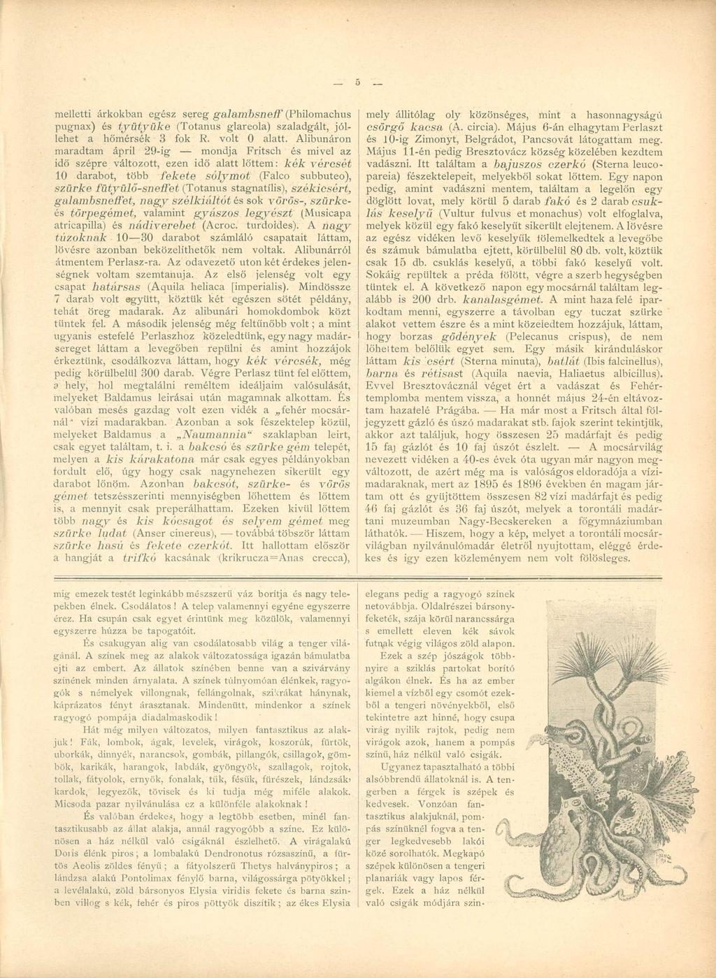 melletti árkokban egész sereg galambsneíf (Philomachus pugnax) és tyütyüke (Totanus glareola) szaladgált, jóllehet a hőmérsék 3 fok R. volt 0 alatt.