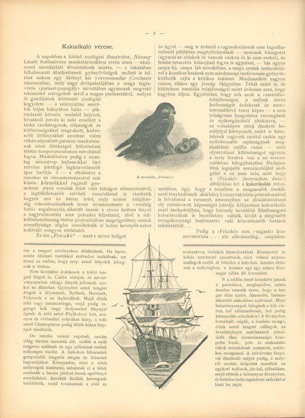 Kukurikoló vércse.