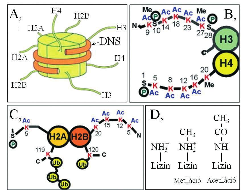 (Egy-egy sejtünkben mintegy két méternyi DNS van. Hisztonlabdacsokra tekeredve a nukleoszóma-füzér hossza mindössze 90 μm.) 2. ábra. Hisztonok, nukleoszómák, lizin.