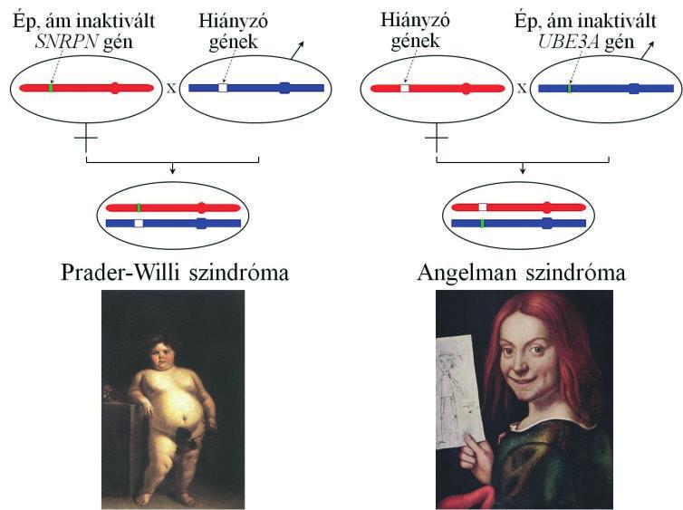 szóma már eleve meg van jelölve. A spermiumok képződése során egy ún.