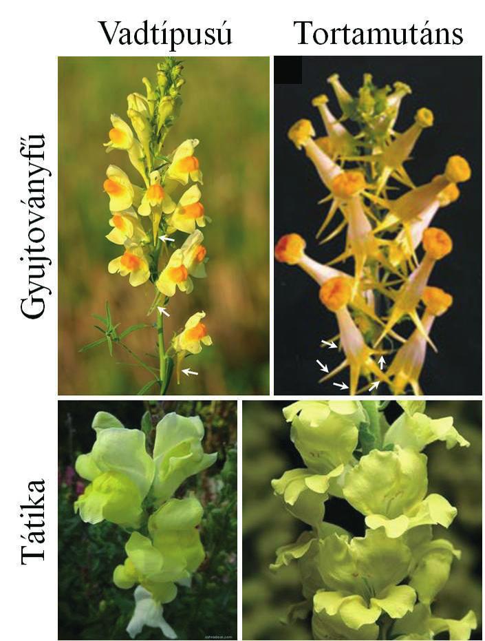 7. ábra. Vadtípusú és tortaszimmetrikus virágok.