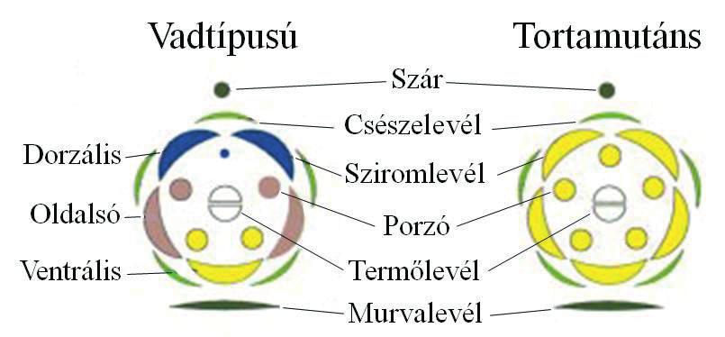 Azért, mert a gyujtoványfű Lcyc, valamint a tátika cycloidea génje funkciójának hiányában csupa ventrális típusú sziromlevelek képződnek (melyeket nyilak mutatnak) tatják, hogy mintegy 100 olyan