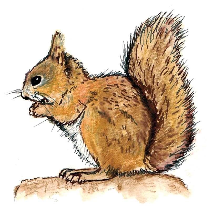 Vörös mókus Az emlősökön belül a rágcsálók közé sorolják. Erdők, ligetek, parkok kedvelt, elterjedt állata.