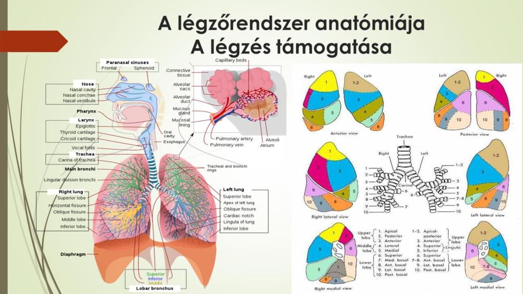 A légzőrendszer anatómiájának ismeretében meg tudjuk tervezni az eszméletlen állapotban lévő beteg légzéstámogatását, melyre több lehetőség is kínálkozik: Non-invazív lélegeztetés (NIV): Olyan
