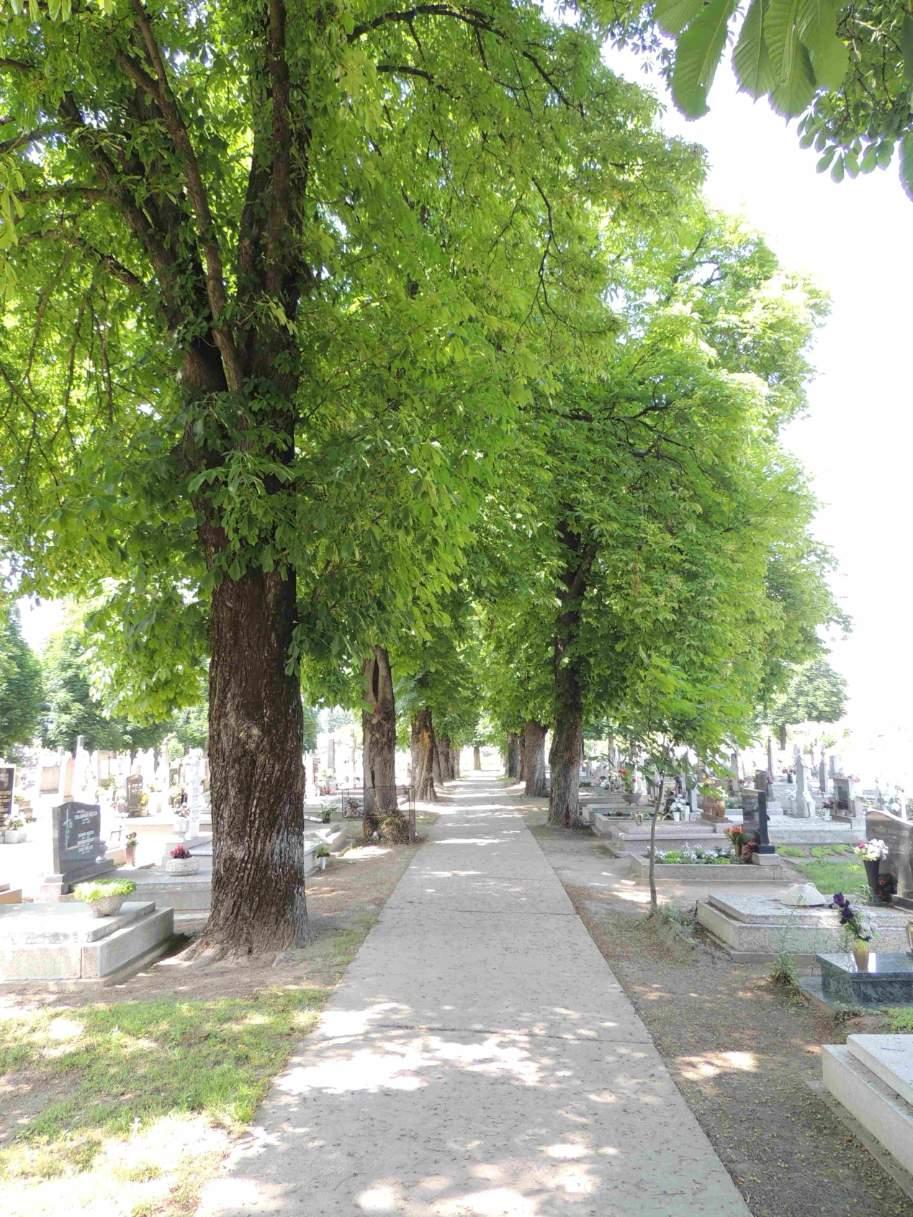 A községi temető nem sorolható a közpark kategóriába, de értékes
