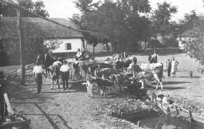 kuruzsló is. Szinte mindegyik tudott kocsikerékre ráfot húzni, a fajancsi (egyféle faragószék) minden tanyában ott lapult díszesebb, vagy szerényebb kivitelben a szín alatt.