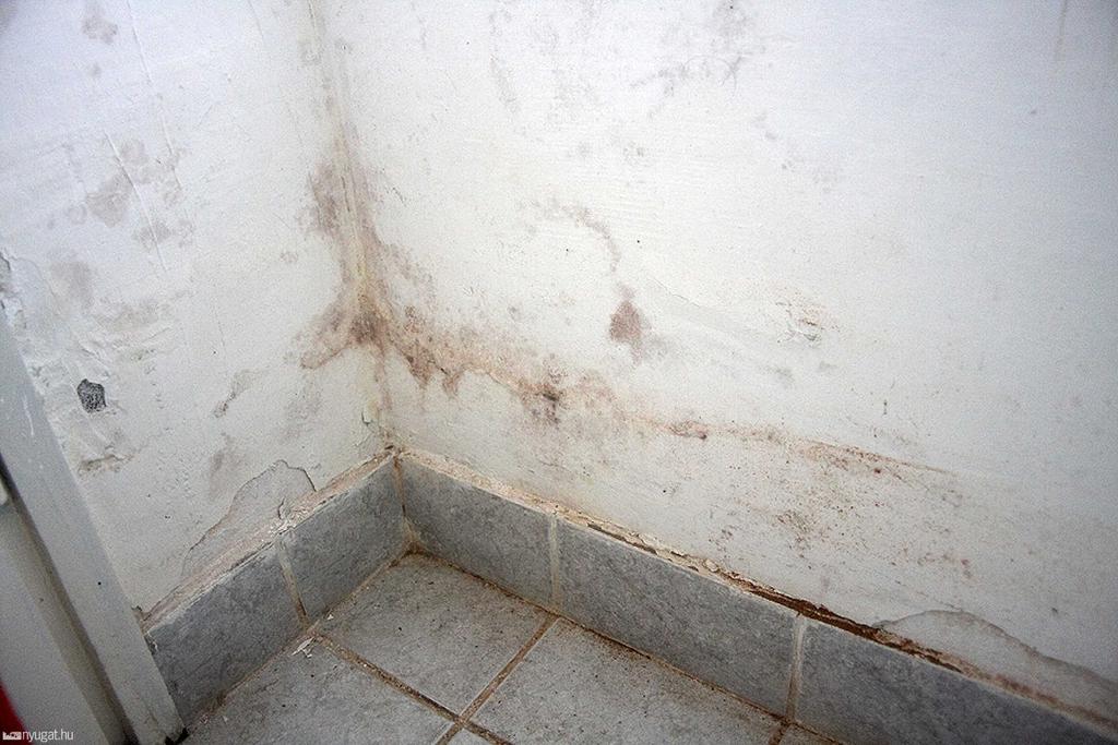 Nedves, penészes falak. A víz az úr fotó: Bonyhádi Zoltán Aztán jött az a helyiség, amelynek valamiért fürdőszoba a neve!