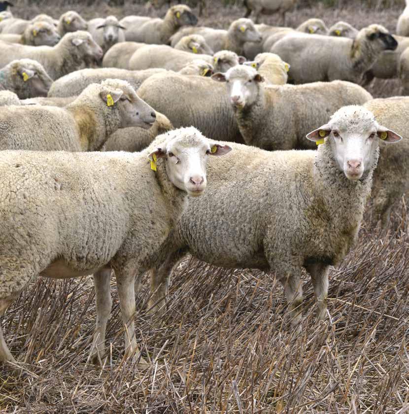 Juhászati kutatások a Karcagi Kutató Intézetben A Karcagi Kutató Intézet, teljes jelenlegi nevén és szervezetileg a Debreceni Egyetem Agrár Kutatóintézetek és Tangazdaság Karcagi Kutatóintézete