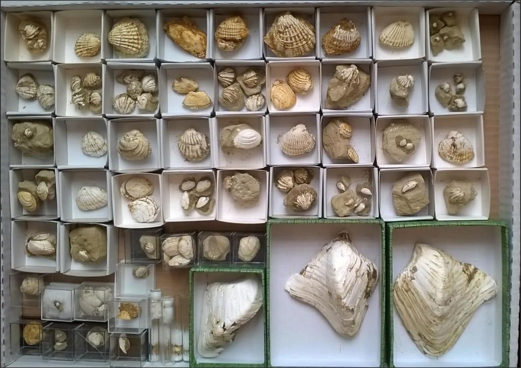 5. ábra: A nasicei feltárás pannóniai rétegeiből gyűjtött molluszkák.