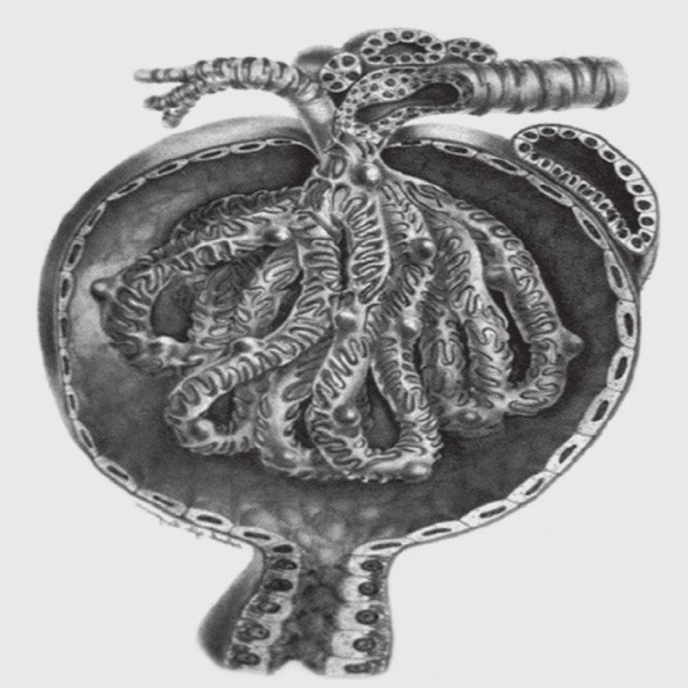 1. ábra: A glomerulus szerkezete (sematikus rajz) glomerulusnak. A glomerulus tartalmaz egy hajszálérgomolyagot, ez végzi a vizelet szűrését a vérből egy szűrőhártyán keresztül.