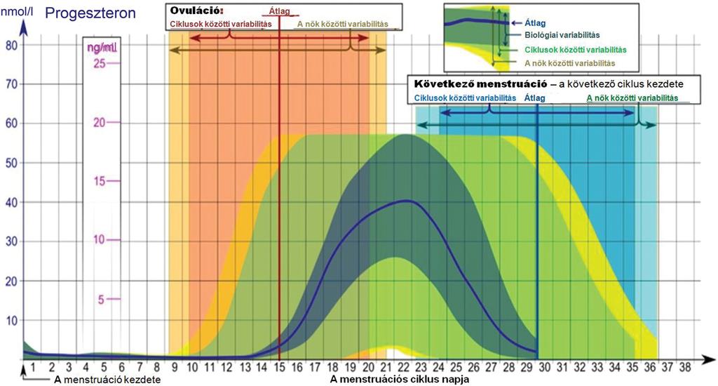 2. ábra A progeszteronszintek koncentrációi és változásai a menstruációs ciklus során 3.