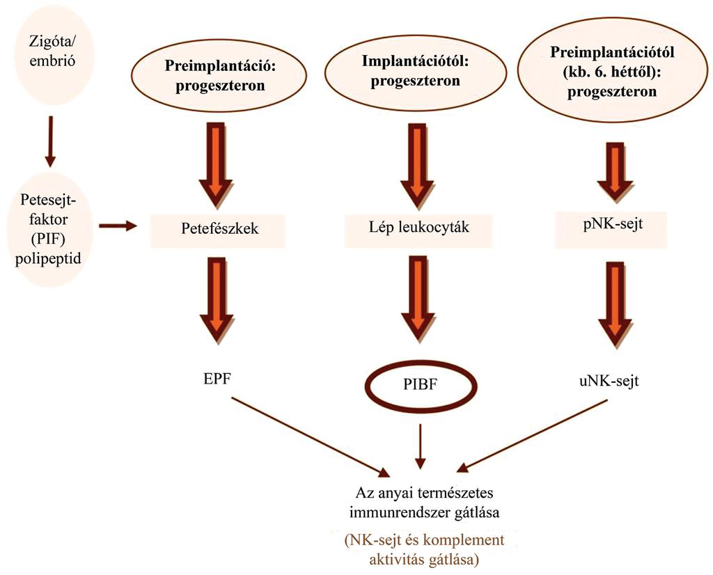A zigóta/ embrió eredetű petesejtfaktor, vagy más néven PIF polipeptid által előkészített petefészkekben a progeszteron hatására EPF keletkezik.