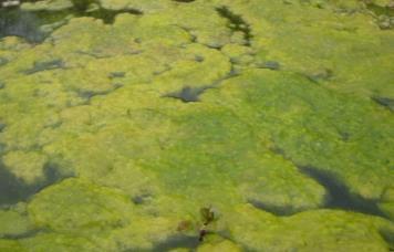 Water Quality Degradation / Vízminőség romlás