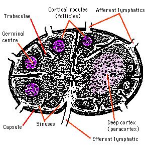 trabecula folliculus afferens nyirokér centrum germinatívum