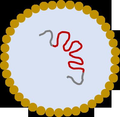 Az antigén fehérjét kódoló mrns szakasz lipidalapú hordozórészecskébe csomagolva. Az antigén fehérjét kódoló DNS plazmid, amit elektroporációval juttatnak a sejtekbe.