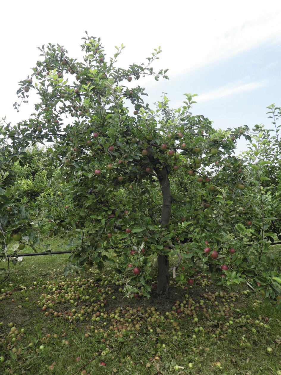 Az MM 106 alanyon, támrendszer nélkül nevelt almafákat új-zélandi módszer szerint,