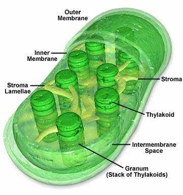 http://sps.k12.ar.us/massengale/images/chloroplast.jpg, 2007. május 16.