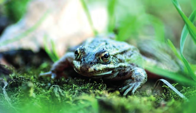 A minden évben, a helyi természetvédők és a gimnázium által szervezett akción egy kordon