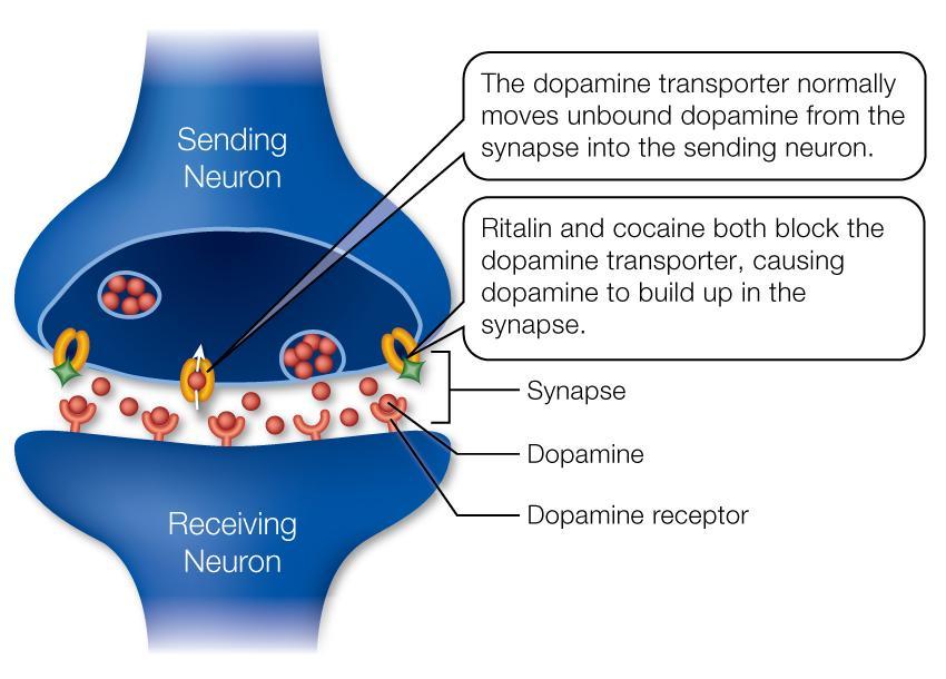 gyógyszeres megsegítés - RITALIN metilfenidát serkentőszer figyelemre gyorsító: kokain, amfetaminszármazékok (speed, extasy) 3-4 óra