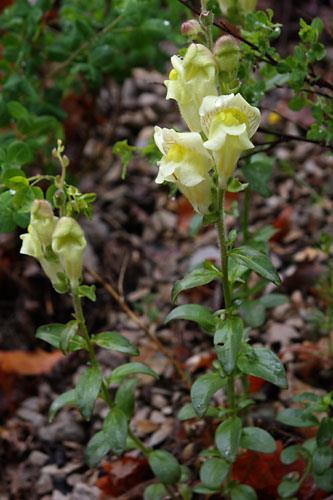 Kerti oroszlánszáj Antirrhinum latifolium&majus (sárga) Kerti oroszlánszáj virágesszencia Harmonikus verbális kifejezés A növény jellegzetessége által közvetített üzenet itt is