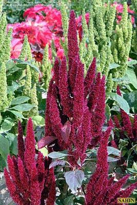 Csüngő amaránt Amaranthus caudatus & hypochondriacus (vörös/bíbor) Csüngő amaránt virágesszencia Önmagunkon való felülemelkedés Vörös szárával, vöröses leveleivel és vérvörös virágaival a hipochonder