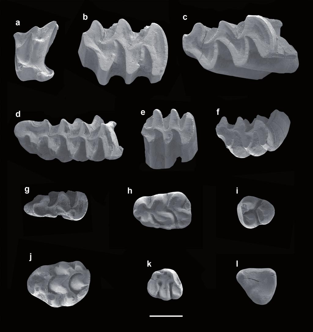 SMALL VERTEBRATES FROM A HOLOCENE GRAVELLY DEPOSIT AT EL SALT (ALCOI, ALICANTE) 11 m3. Brachydont. Secodont and non pigmented tooth. Subrectangular outline.