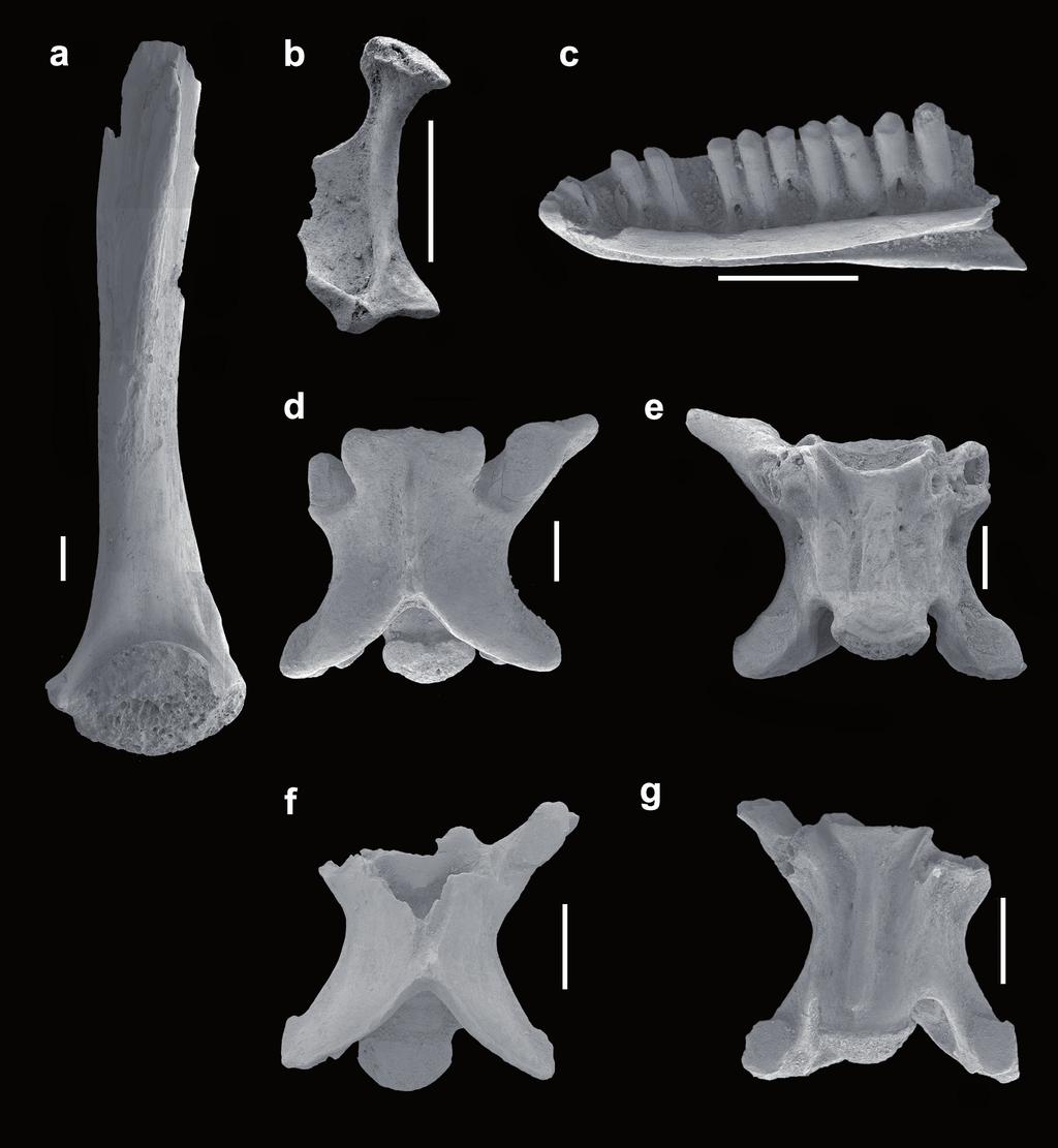 SMALL VERTEBRATES FROM A HOLOCENE GRAVELLY DEPOSIT AT EL SALT (ALCOI, ALICANTE) 7 Remarks.