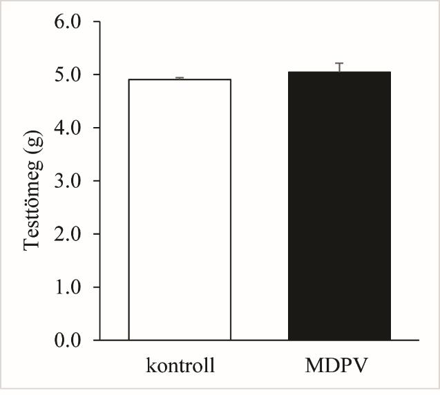 7. ábra. Vemhesség alatti MDPV adagolás hatása az utódok testtömegére a születés utáni 7. napon mérve. Nem találtunk szignifikáns eltérést (Welch-próba, t=0,78, d.f.:27