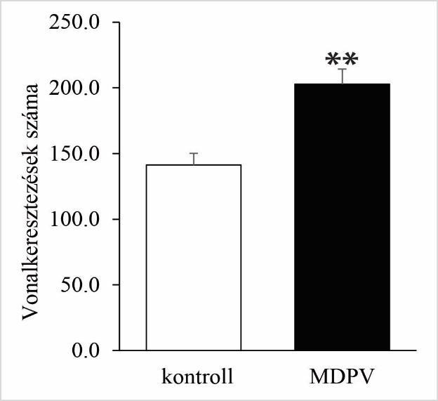 Az MDPV-vel kezelt anyaállatok utódai szignifikánsan nagyobb aktivitást mutattak (ANOVA: F=9,5, d.f.:28, p=0,005). *p <0,05 9. ábra.