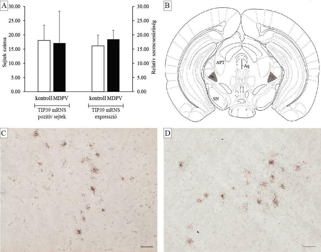15. ábra. TIP39 mrns expresszió a thalamus hátsó intralamináris komplexében (PIL).