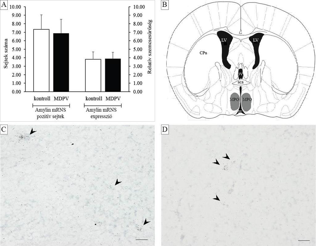 16. ábra. Amylin expresszió a hypothalamus nucleus preopticus medialisában (MPO).