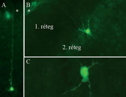 4.2.2. Az apoptózis vizsgálata immunhisztokémiával Kaszpáz 3 immunorekatív (Casp3+) sejteket a telencephalon számos régiójában sikerült megfigyelnünk.