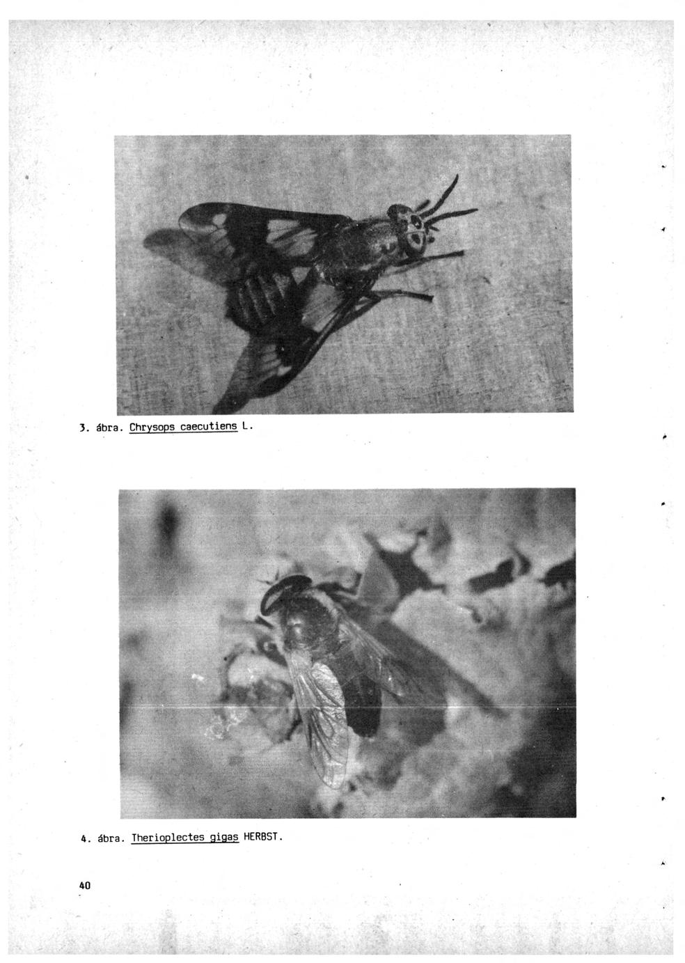 3. ábra. Chrysops caecutiens L. 4.