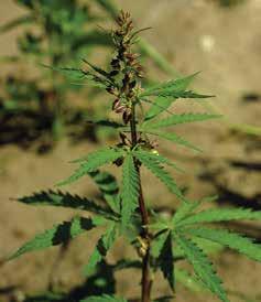 86 Magyar őstörténet 5. A vadkender (Cannabis sativa var. ruderalis) hímivarú egyedének megjelenése, valamint a vadkender makktermése. Fotó: Dr. Turcsányi Gábor és Dr.
