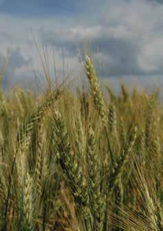 Siller Irén; valamint Digital Seed Atlas of Netherlands A legjelentősebb növénytani ráadásul ételmaradványokat is tartalmazó leletegyüttes ebből a korból a borsodi földvárban került elő, ahonnan