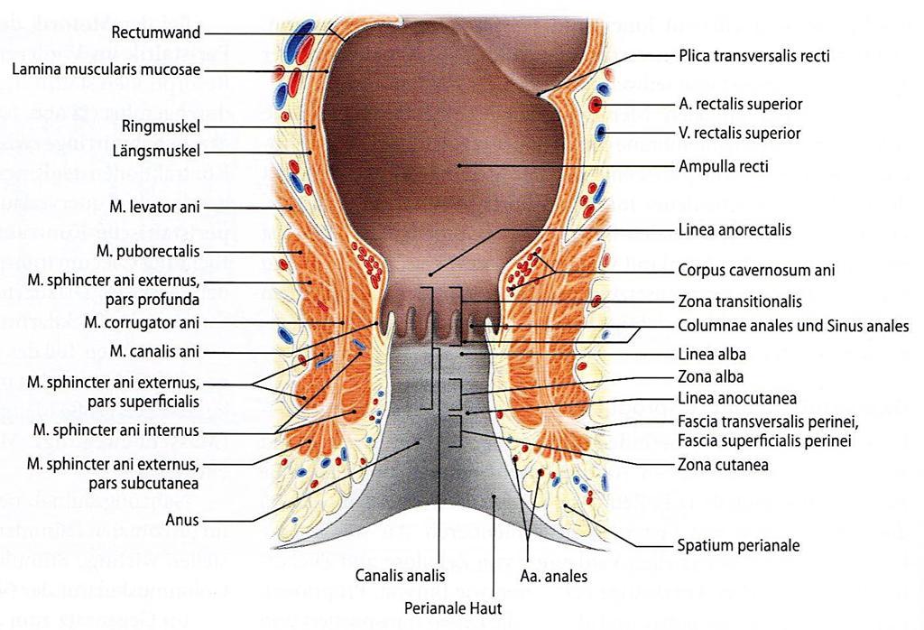 Végbél - rectum Zilles-Tillmann a végbél két záróizommal rendelkezik: m. sphincter ani internus (tkp. a str. circulare) =lyssosphincter beidegzése vegetatív, működése reflexes m.