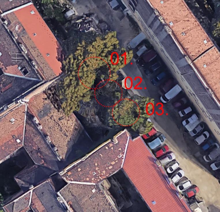 2. ábra A vizsgálat tárgyát képező 3 db Ailanthus