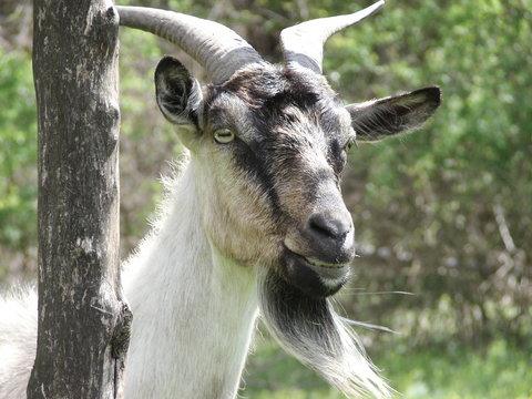 Ám amint újra találkoztak, Tüstént elkötötte, Majd igen nagyon meglepődött Mert megugrott a kecske!