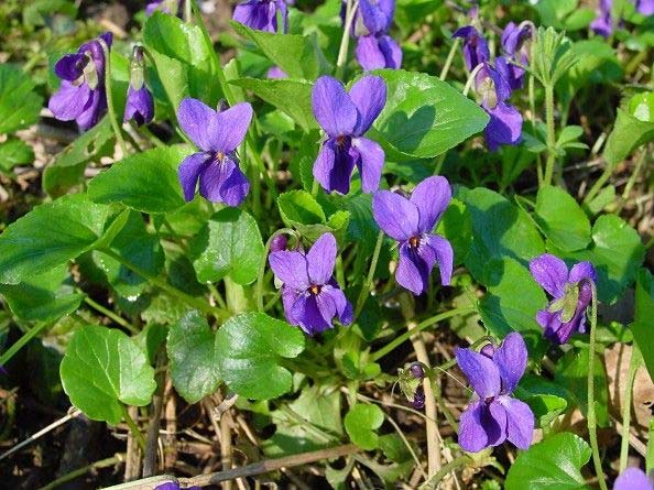Viola odorata illatos ibolya Leírás: Kb. 5-15 cm magas évelő. Levelei majdnem kerekdedek.