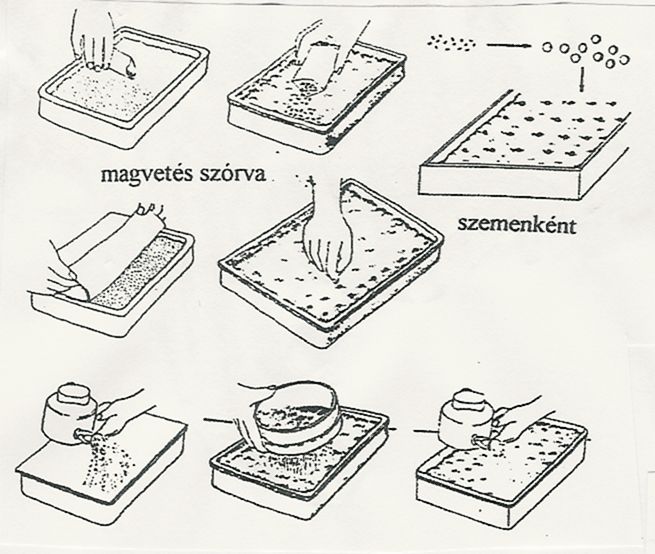 TANULÁSIRÁNYÍTÓ 1. feladat A Vinca fajokat árnyéki gyeppótlónak használják, térigényük 30x30 cm. Számolja ki a szükséges növény mennyiségét, ha 300m 2 