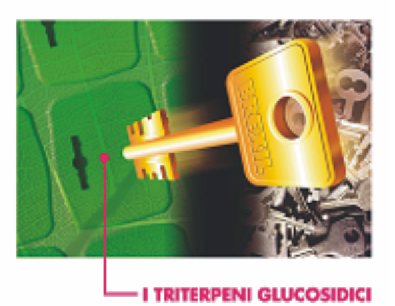 A Clbit C mgs, 15% CO formábn és LSA kelát komplexben trtlmzz z értékes htónygot. Null nitrogéntrtlmánk is köszönhetően kiváló sejterősítő htású.