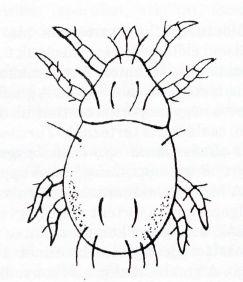 A kis termőtesteket ezek az atkafajok képesek teljesen kiüregesíteni (Győrfi, 1996). A Caloglyphus fajok (3.