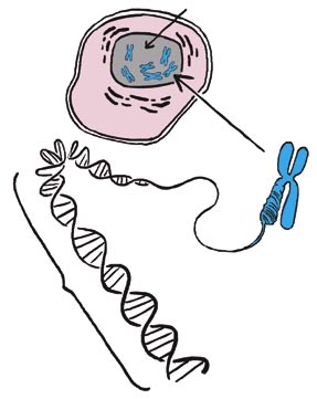 Az azonos típusú sejtek szöveteket alkotnak, amik tovább egyesülve a szervek felépítésében vesznek részt.