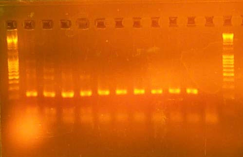 PCR optimalizálás példa Tet8 (baloldali ábra) és Tet6 (jobboldali ábra) PCR optimalizálása.