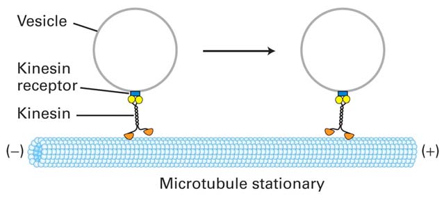 Kinezin: +vég felé irányító MT motorprotein (neuron: anterográd transzport), 2 nehéz lánc és könnyű lánc komplexe. Feji rész ( motor ) köti az ATP-t és MT-t, a farki részhez kapcsolódnak a vezikulák.