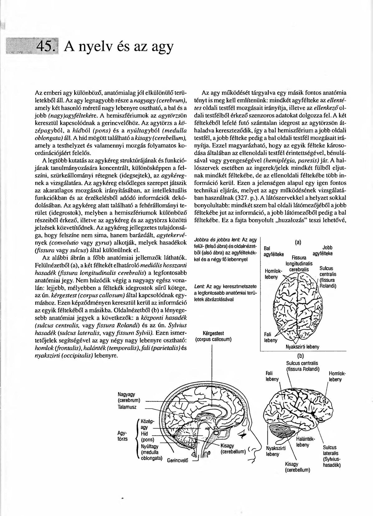 4~. A nyelv és az agy Az emberi agy különböző, anatómiaiag jól elkülönülőterületekbó1 áll.