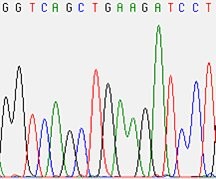 A DNS szekvenálás az egyik leggyakrabban használt módszer. 4. ábra: DNS szekvenálás: Vegye észre a különbséget! A citogenetikai vizsgálat gyakran hosszadalmas folyamat.