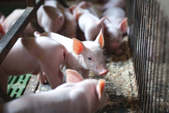 április elején hívott össze a Békés Megyei Önkormányzat tizenhat embert, köztük családi gazdálkodókat, nagy sertéstelepek vezetőit, a legnagyobb megyei feldolgozók képviselőit és a témában érintett