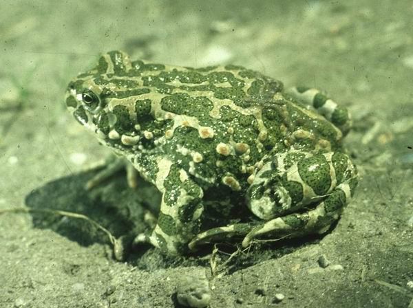 ZÖLD VARANGY (Bufo viridis) Bőre kevésbé szemölcsös, szivárványhártyája zöldes színű.