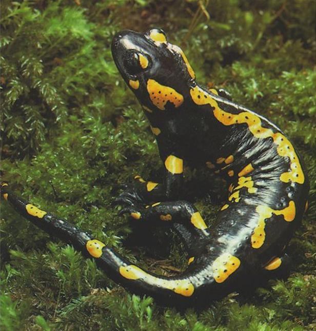 FOLTOS SZALAMANDRA (Salamandra salamandra) Középhegységeink nyirkosabb erdeiben fordul elő. Kifejlett példányai 20 cm hosszúak.